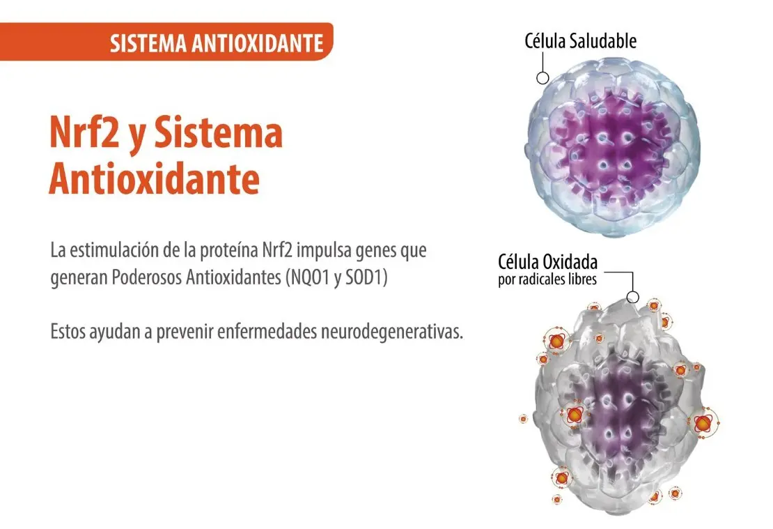 Sistema antioxidante Genoxidil
