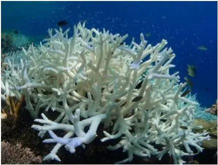 calcio coral sistema colageno max