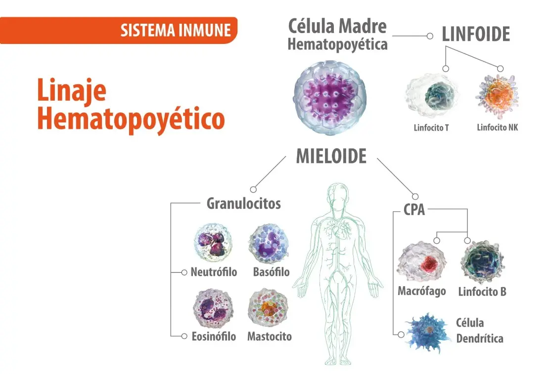 Sistema inmune genoxidil